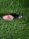Honda Cbf 125 2008 - 2015 Rear Left Indicator Turn Signal *468. Fixed Price $13.40.