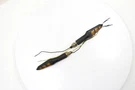 1998 Suzuki Marauder 800 Aftermarket Rear Left Right Turn Signals Light. Fixed Price $26.68.