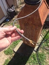30 Packard Armored Wire Head Tail Light Scta Trog Harley Henderson Per Foot. Fixed Price $20.00.