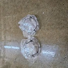 Harley Davidson Vintage Turn Signal Slotted Trim. Fixed Price $40.00.