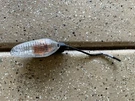 Ducati Hypermotard 939 Oem Flasher Light Front Lh Rear Rh - 53010226A. Fixed Price $18.99.