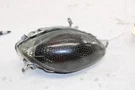 Oem Suzuki Motorcycle 2005 GSX1300R Hayabusa Front L. Turn Signal #35602-24F10. Fixed Price $30.00.